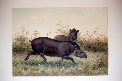 Tapir by Joseph Wolf
